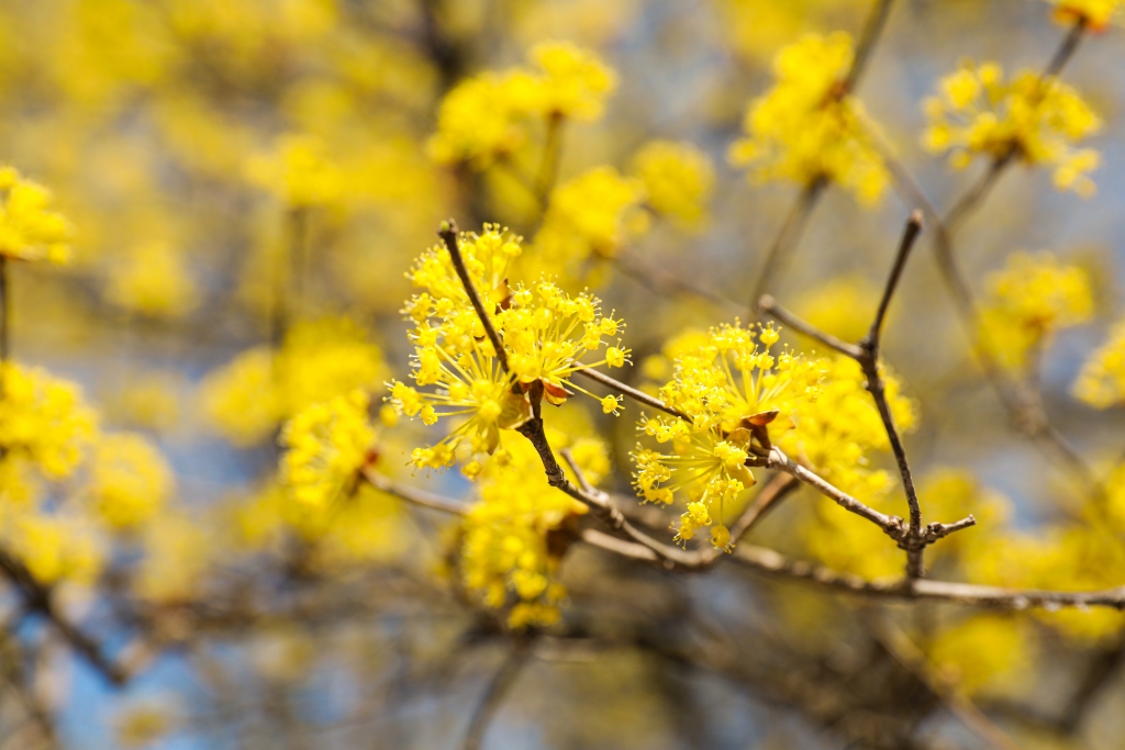 2025 이천백사 산수유꽃 축제 총정리