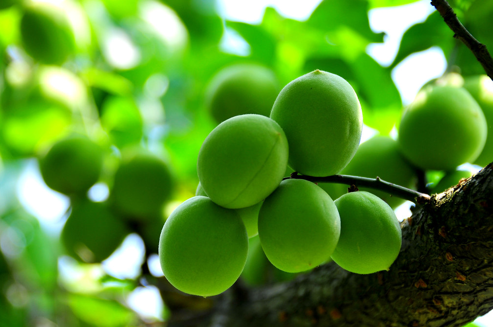 초록색 열매인 매실 열매들이 매실나무에 맺혀 있다.