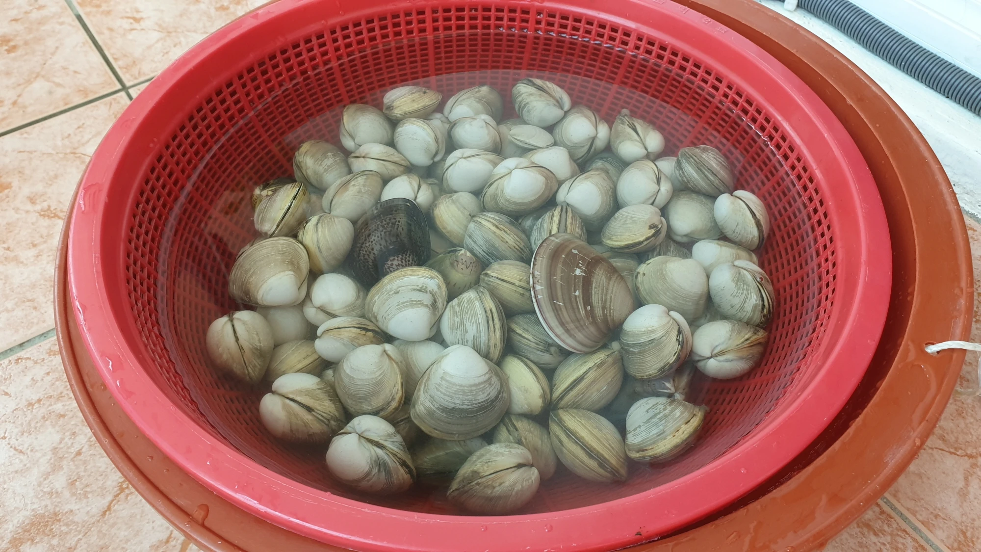 조개 해감 방법