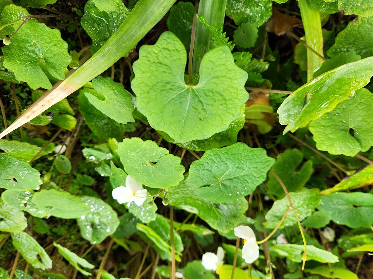 연잎양귀비(혈수초)