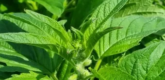 참깨 재배 돌려짓기 도복 방지 탈립 주의_11