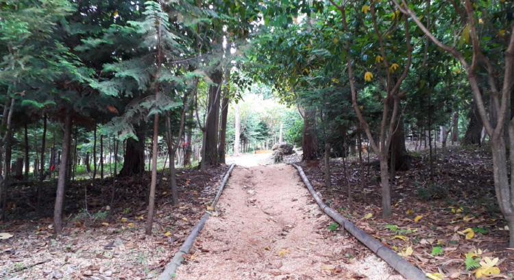 장흥 우드랜드 편백숲