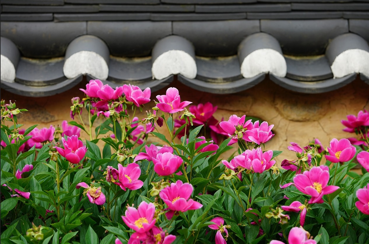 남쪽 개화 꽃 관련 사진