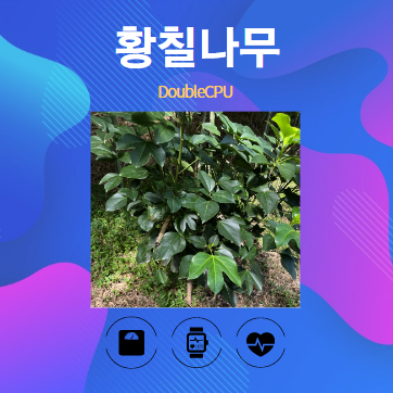 황칠나무 알아보기