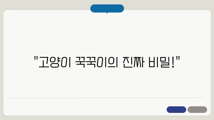 고양이가 꾹꾹이를 하는 이유 숨겨진 의미 대공개 dᆰ소개
