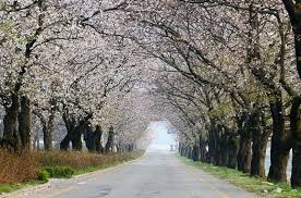 전라도 소양마을 벚꽃 명소 베스트 5 벚꽃시기 만개시기 드라이브 코스