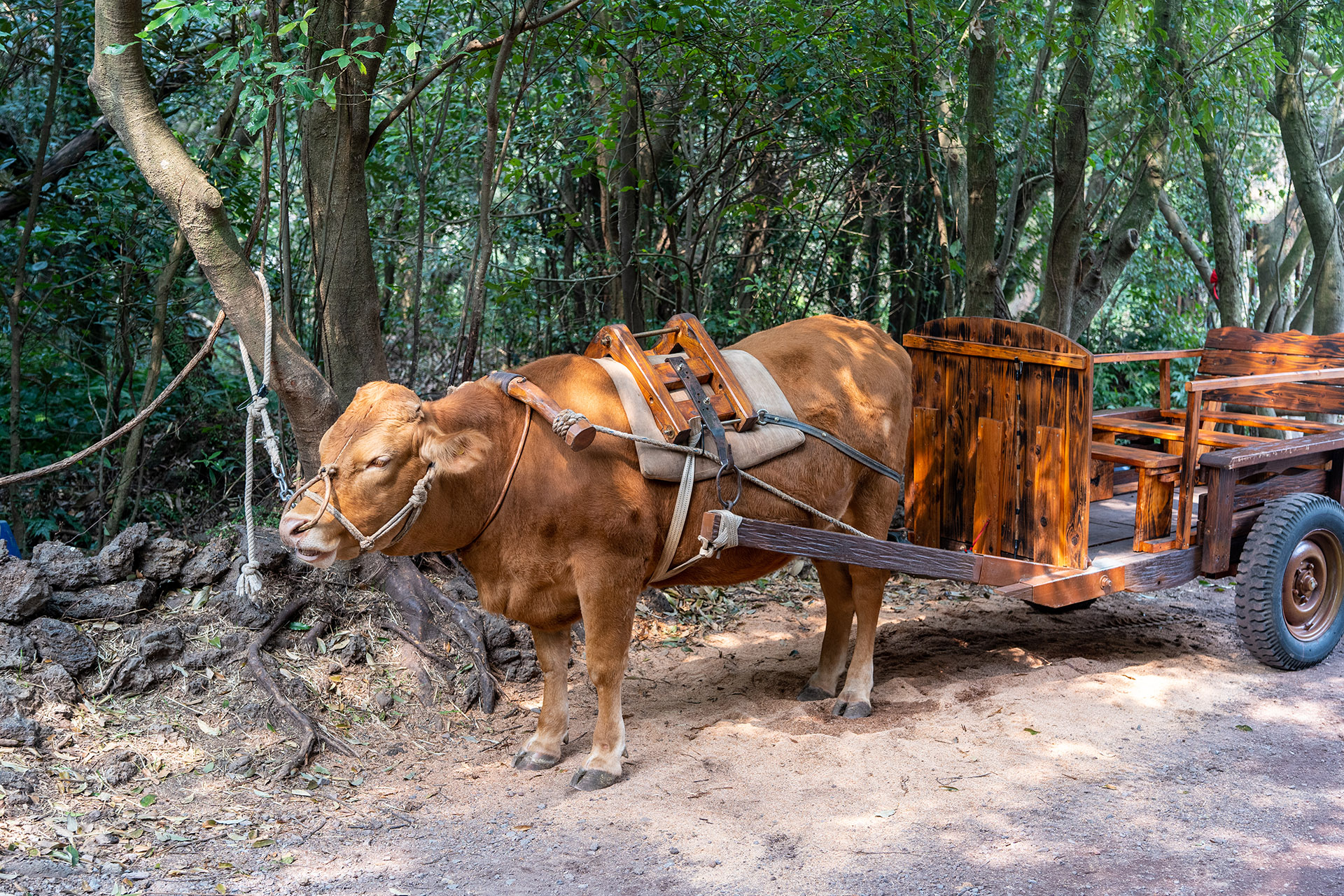 산양큰엉곶(산양곶자왈) 달구지 체험장