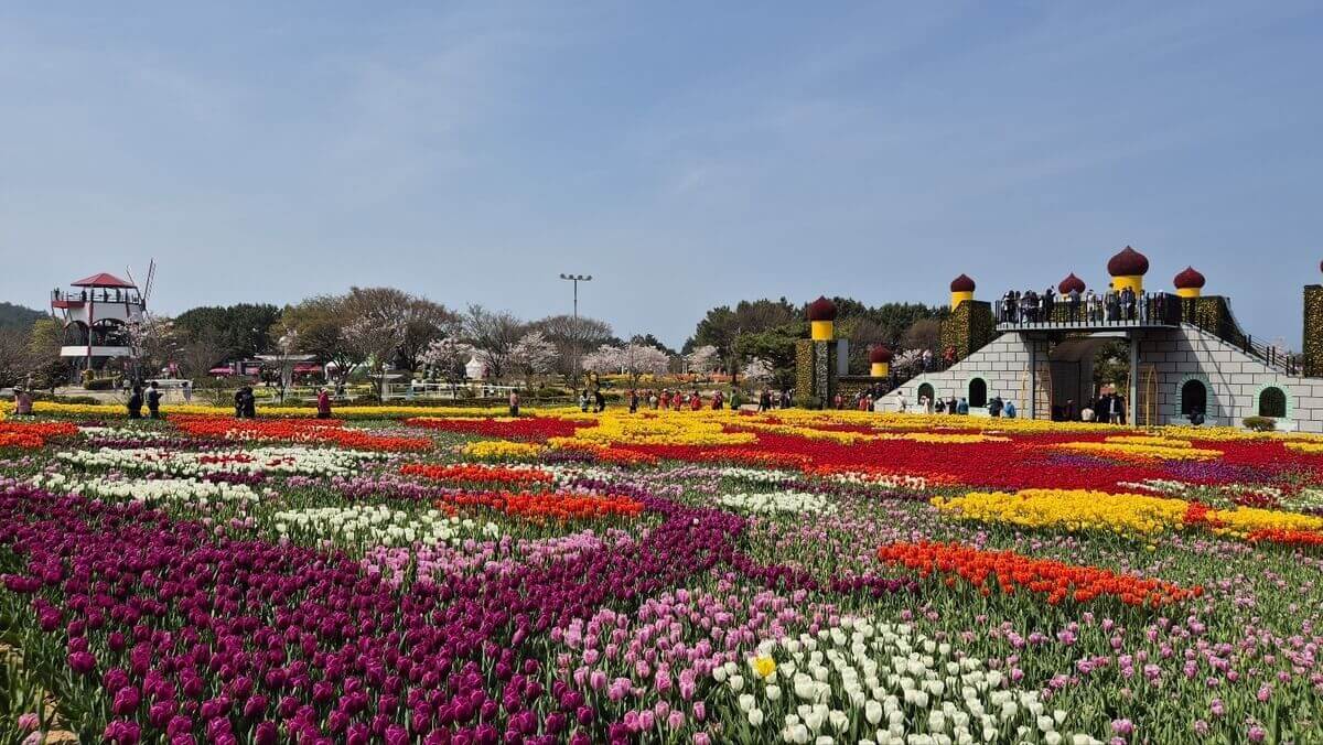 태안 튤립축제 기간 예매 입장료 개장시간 개화상황