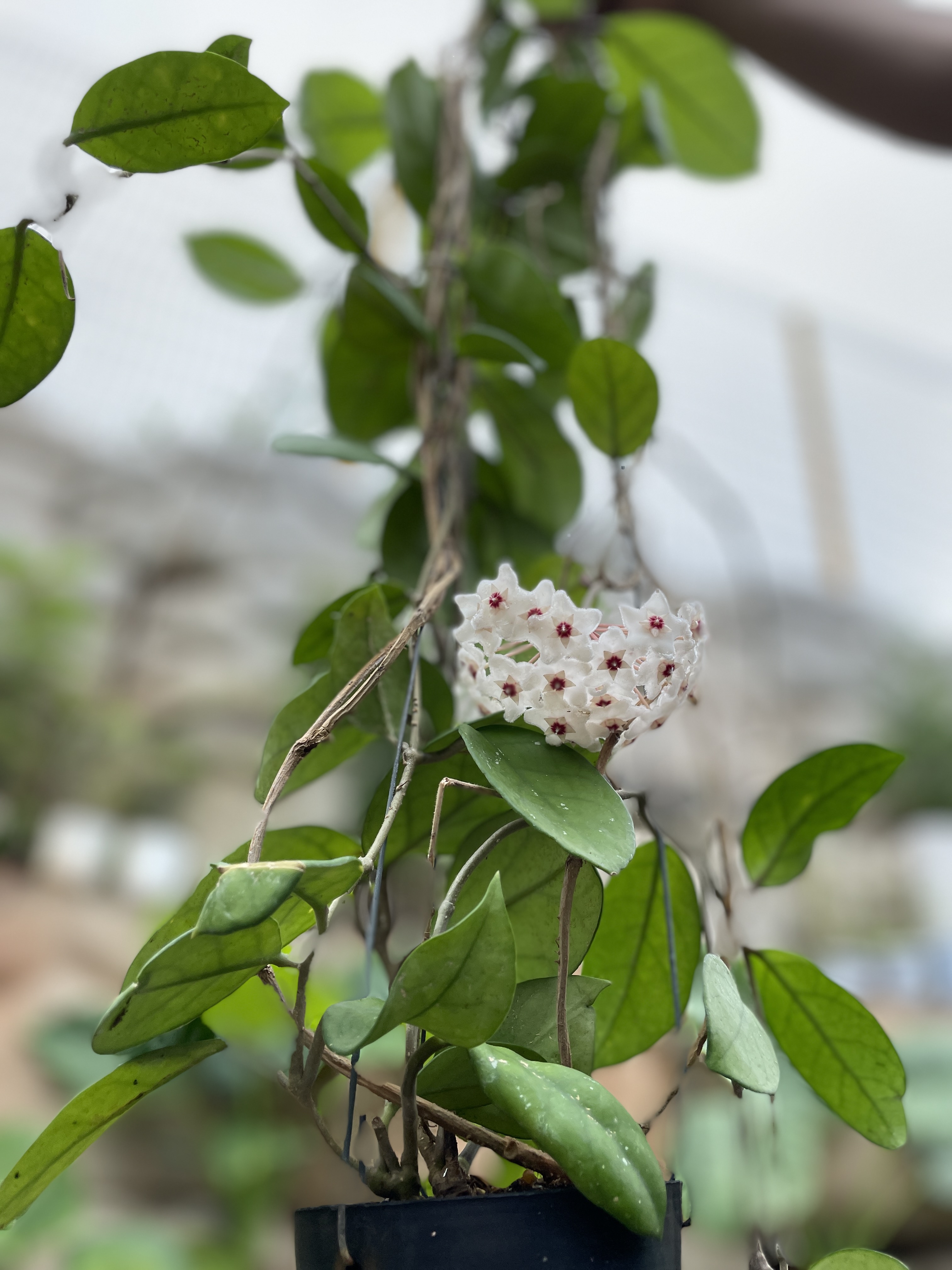 호야 카노사 걸이 키우기 공기정화식물 공중걸이 화분