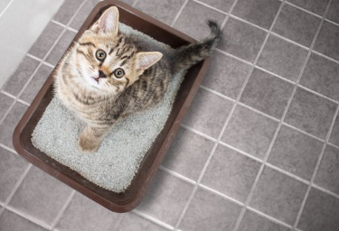 화장실에서 올려다보는 새끼 고양이.