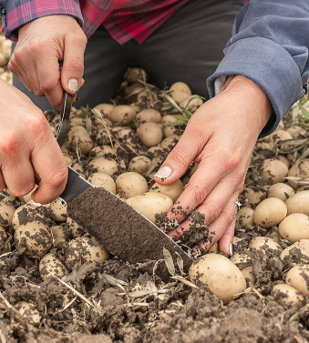 감자 수확시기 타이밍과 방법 11