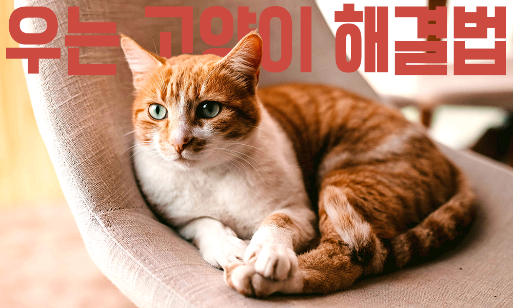고양이-울음