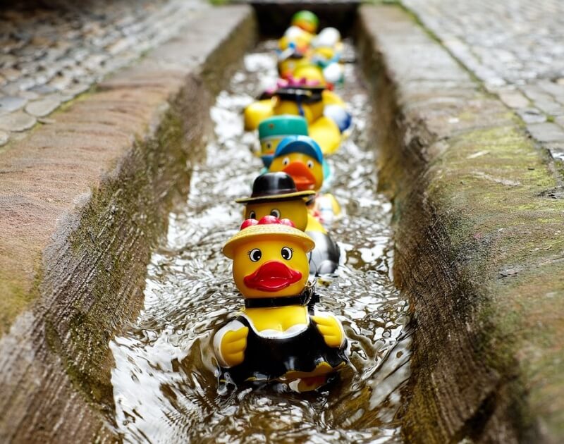 오리 인형들이 물놀이 하는 사진