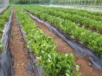 땅콩 재배 개화 후 흙 덮기 배수로 확보 칼슘 보충_10