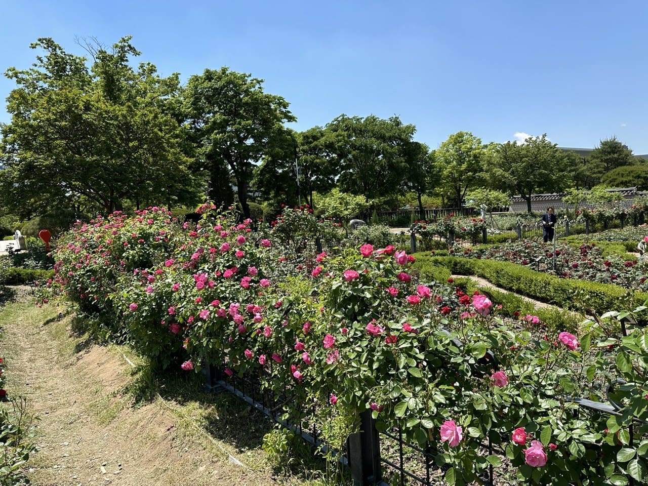 2024년 한밭수목원 장미 꽃축제 안내 및 주차장