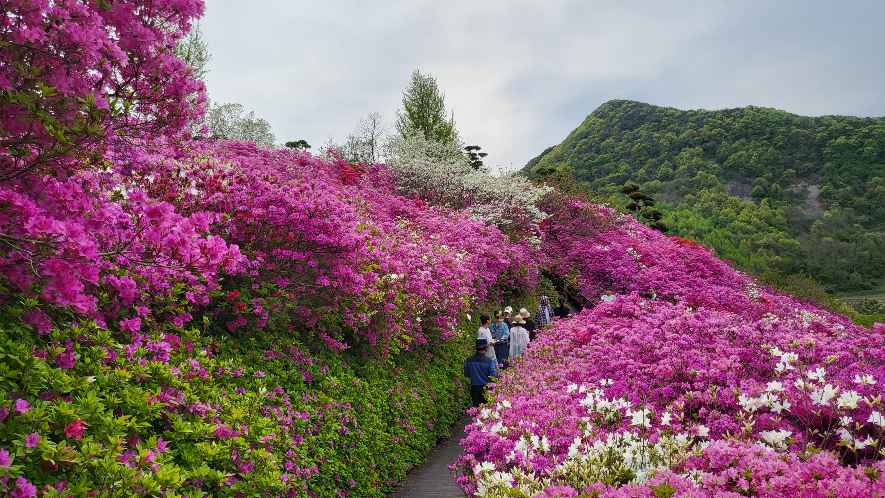 전주 근교 꽃구경, 완주 화산꽃동산 철쭉 개화시기 & 무료입장 정보