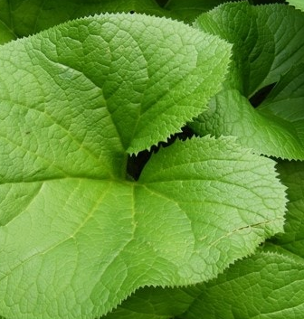 곰취나물 효능 부작용 고르는법 먹는법 칼로리