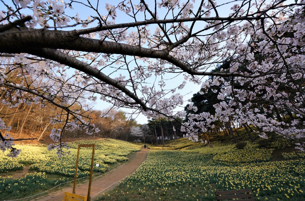 서산 유기방가옥 청벚꽃&amp;#44; 알리움 출처-홈페이지