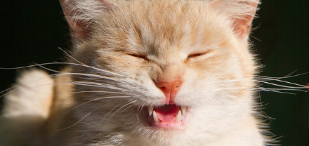 갈색의 재채기를 하다.