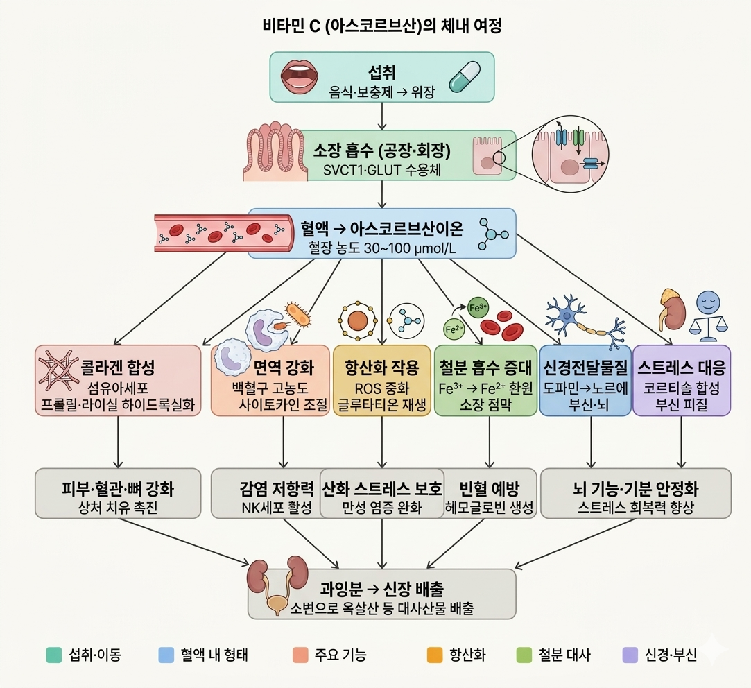 비타민C의 섭취후 흡수 경로와 체내에서 활성되는 기능, 효능 모식도