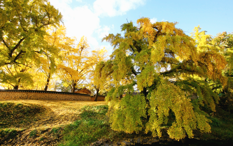 보령 청라 은행마을