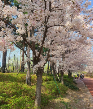 벚꽃명소