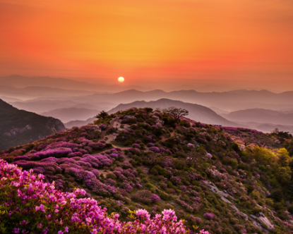 황매산 철쭉제2