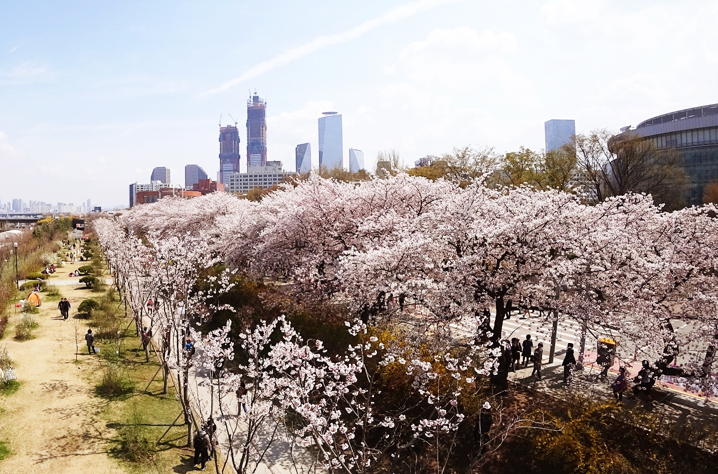 서울 여의도 윤중로 벚꽃길