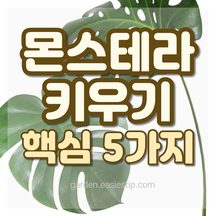 몬스테라 키우는 방법 썸네일