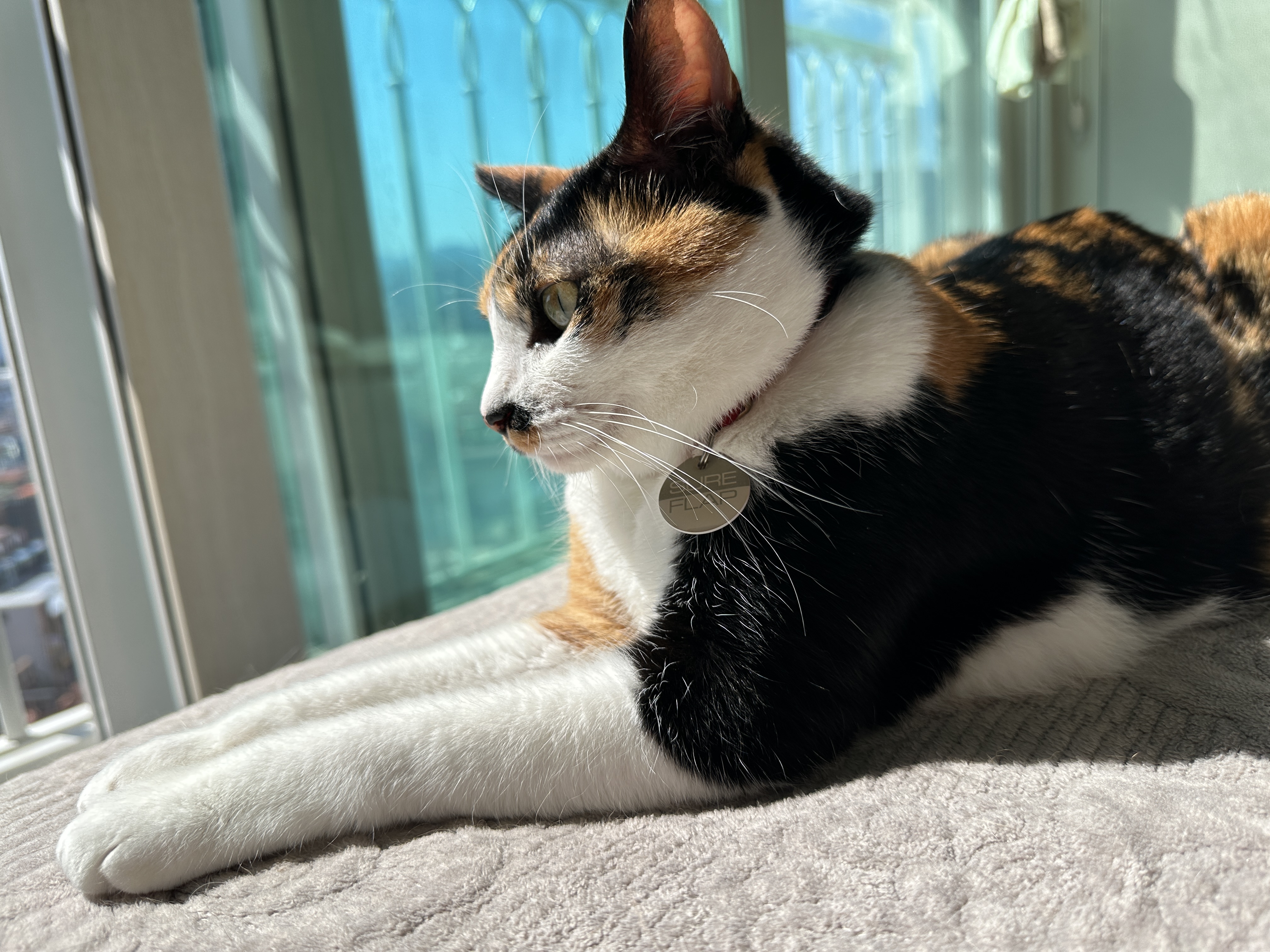 가을아침_이쁜_삼색이_다다