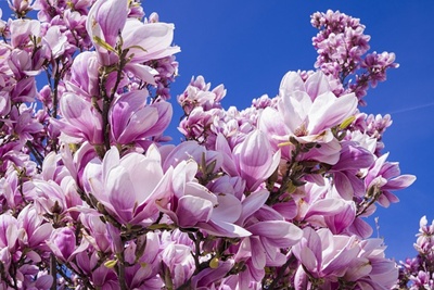 청와대 관람신청 예약 주차장 소요시간