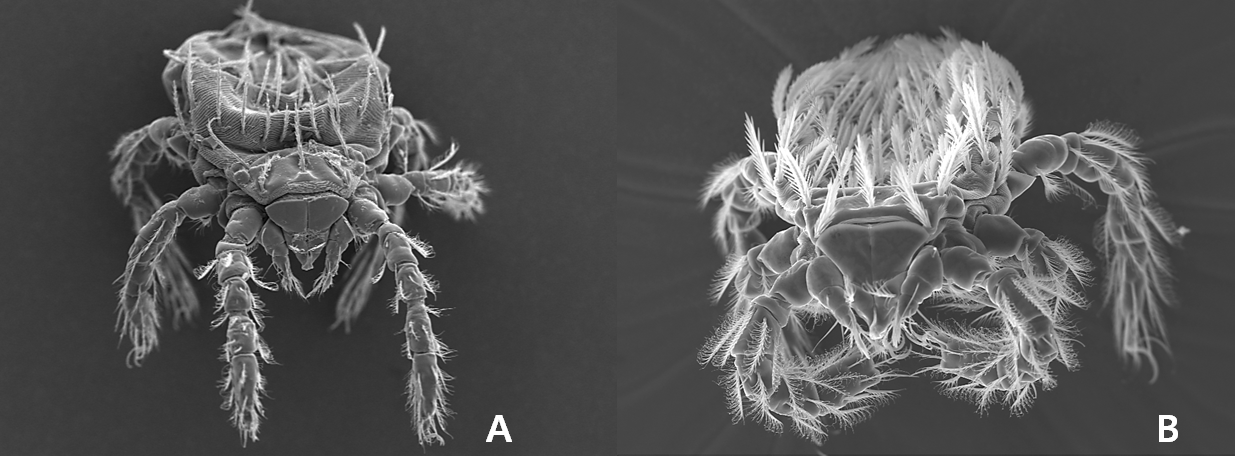 쯔쯔가무시균 매개 주요 털진드기