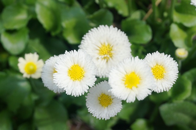 공주 미르섬 샤스타데이지