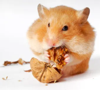 햄스터 한밤중에 집을 탈출하려는 이유 관리_6