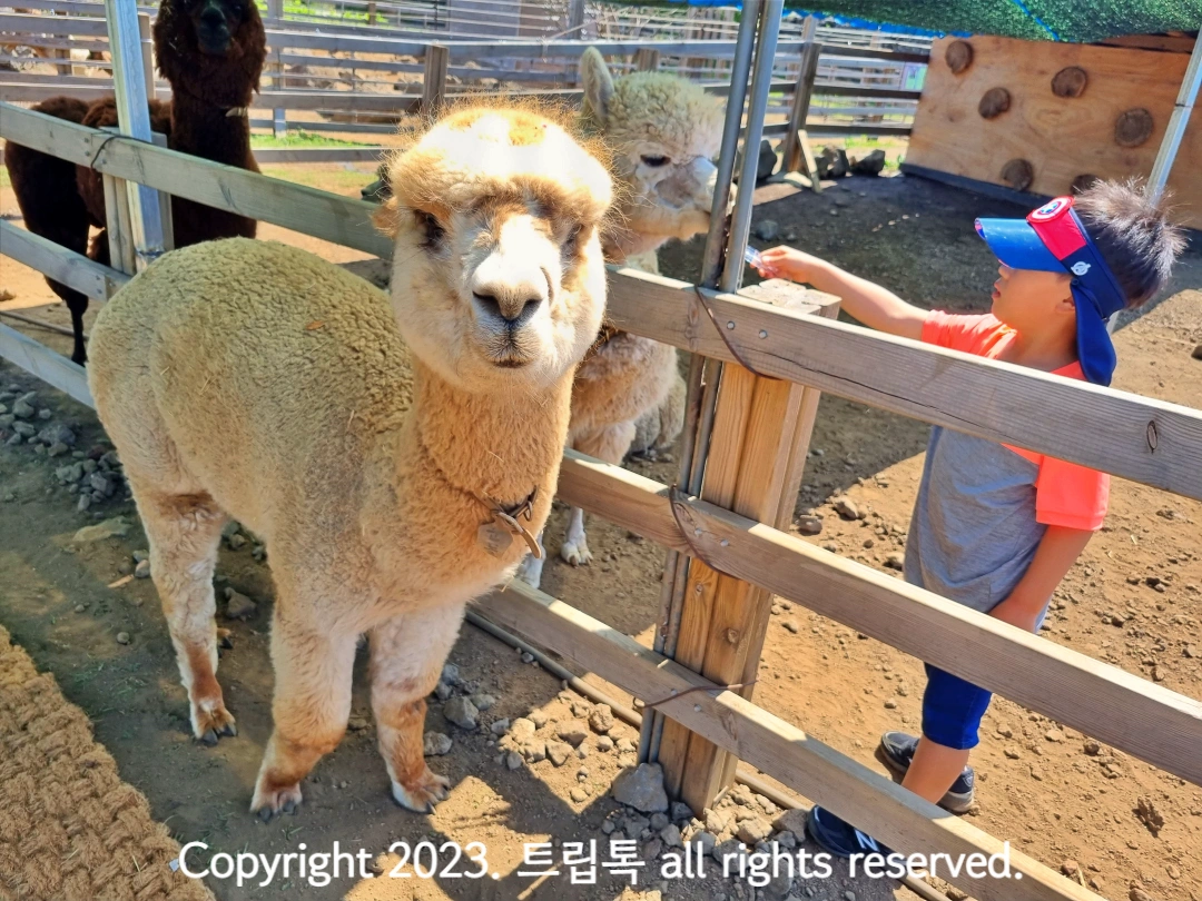 아이에게 먹이를 받아먹고 한 알파카는 카메라를 쳐다본다.