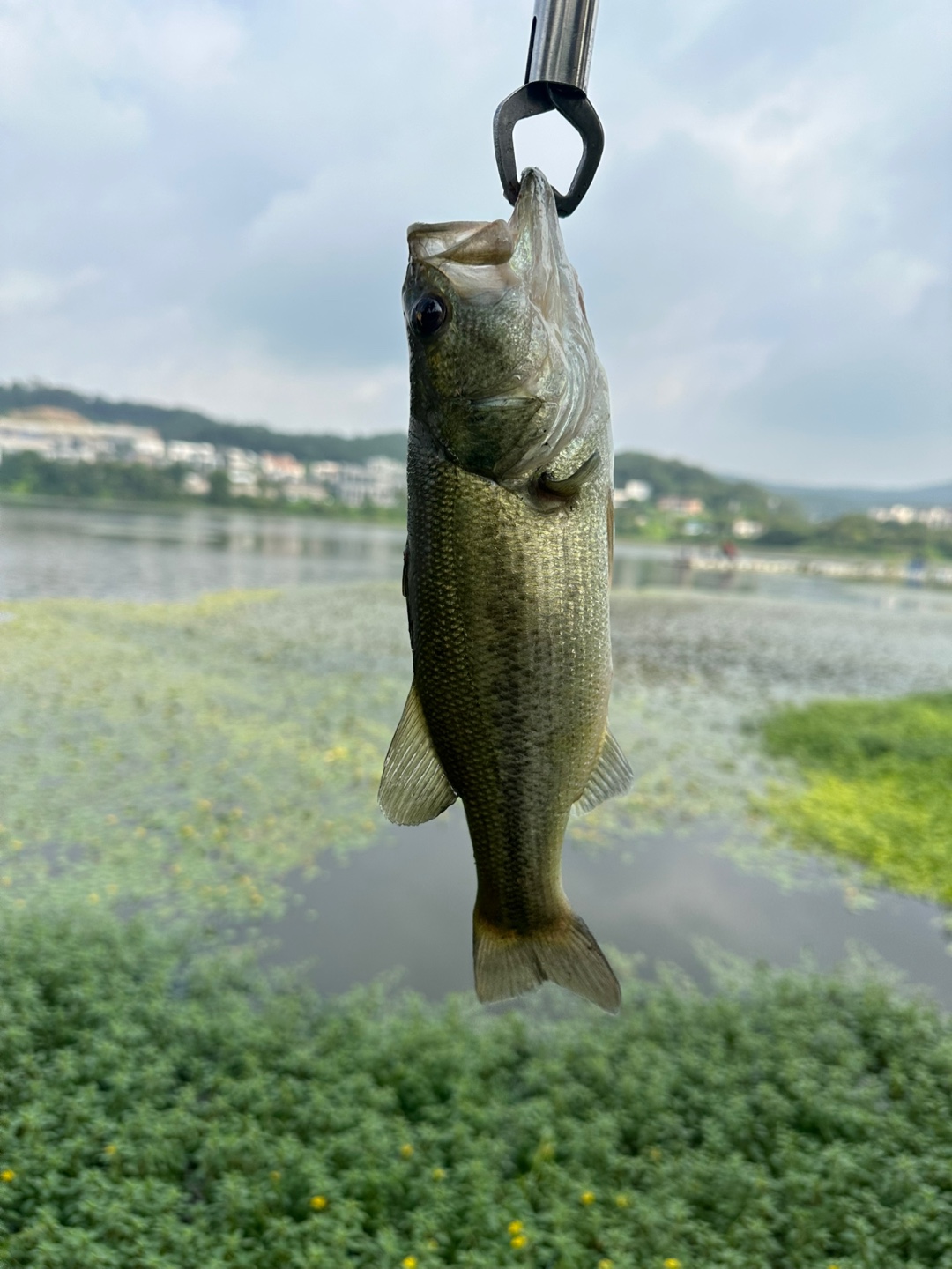 배스 사진