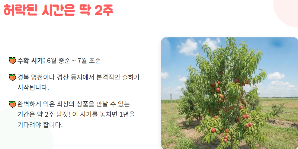 신비 복숭아 수확시기