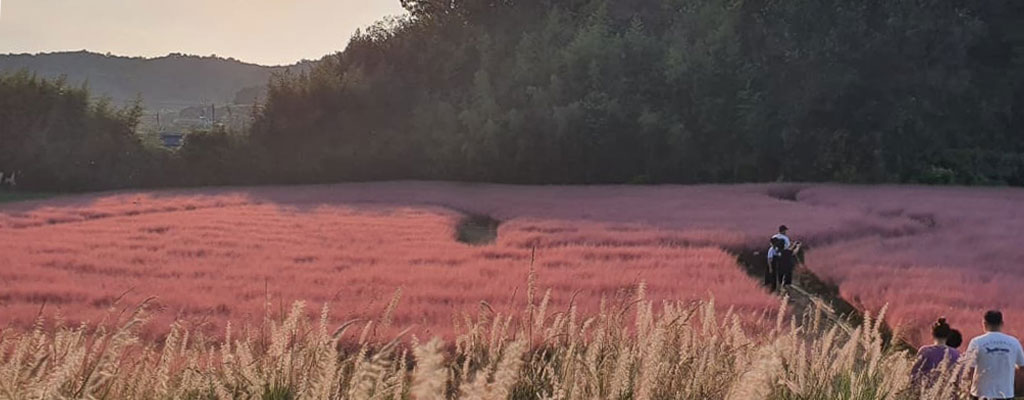 고창 청농원 라벤더 축제