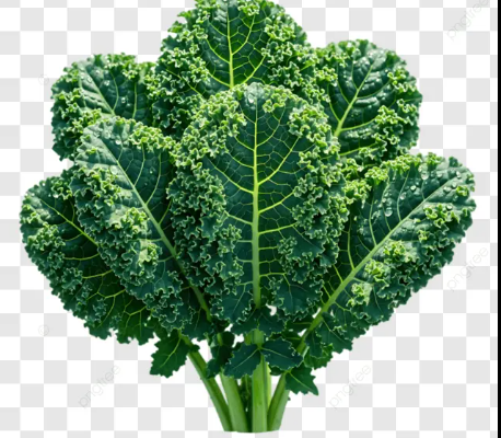 케일녹즙, 이런 사람은 먹으면 안 돼요!!(갑상선 기능 저하증 ,위염증)