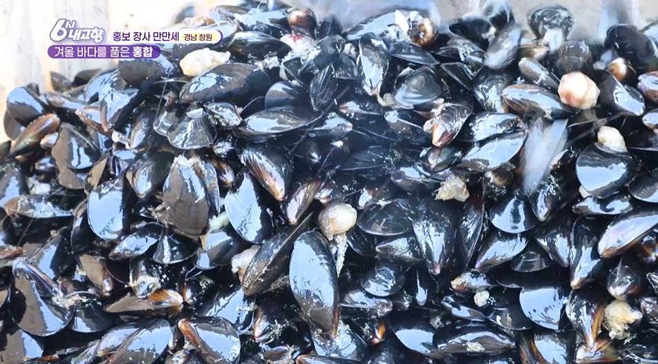 6시내고향 홍보장사 만만세 창원 홍합