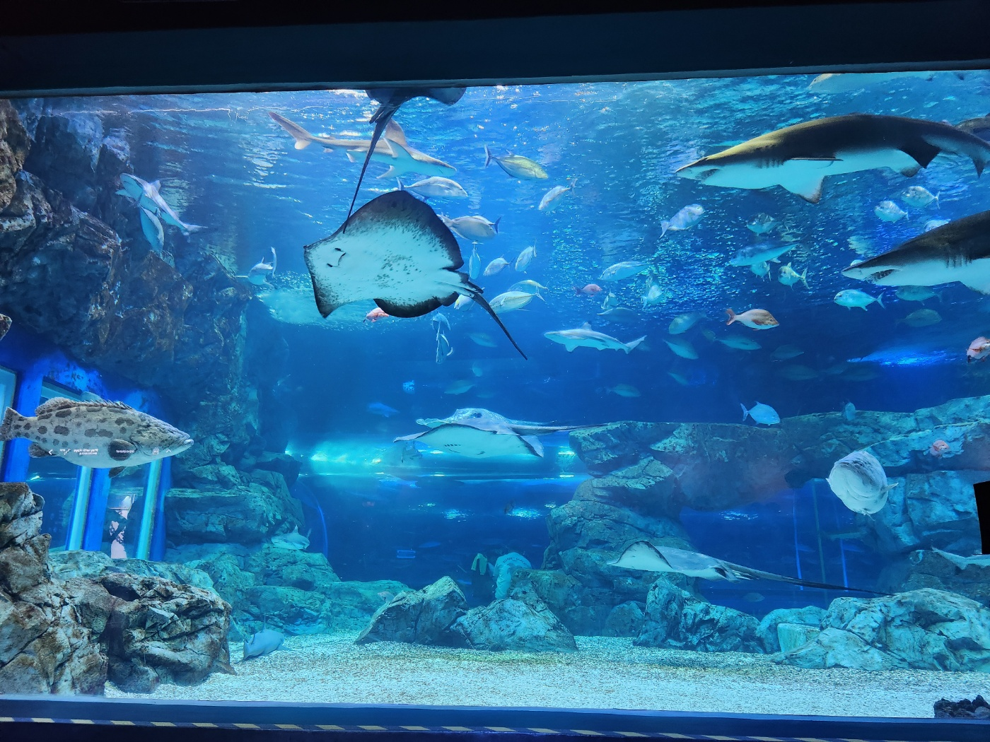 아쿠아리움, 포토존