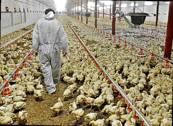 조류독감 관련주