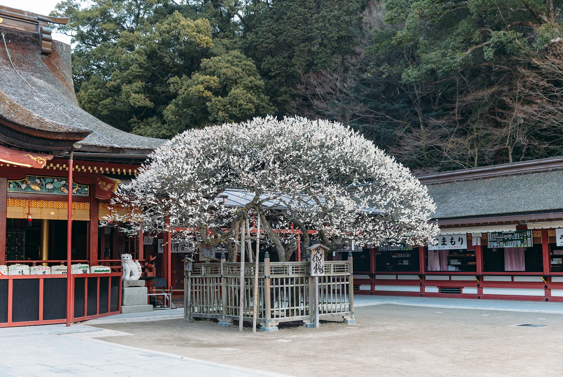 다자이후 텐만구 토비우메