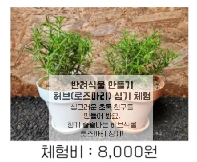 율봄식물원 봉선화시즌 허브심기