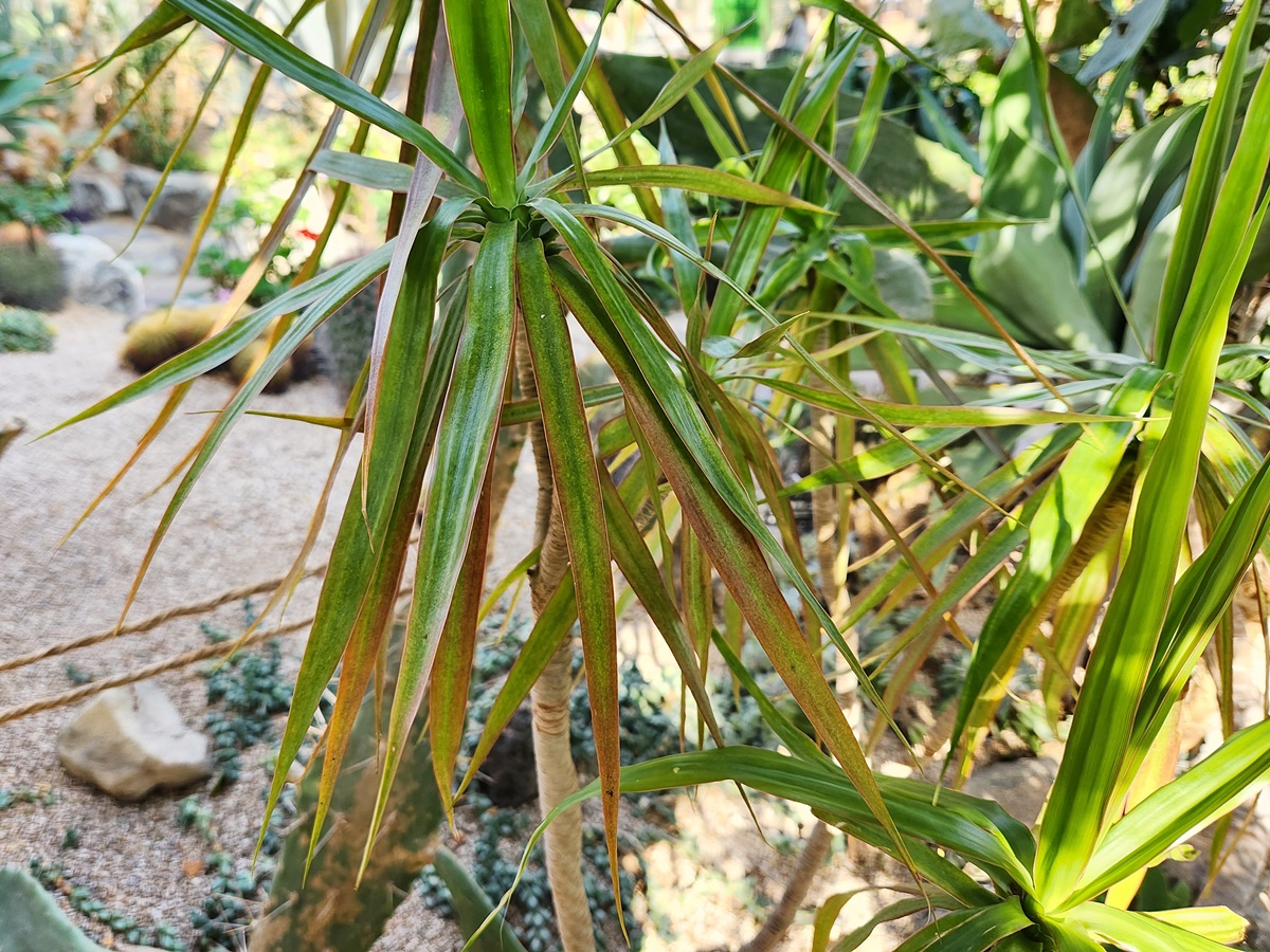 드라세나 마지나타