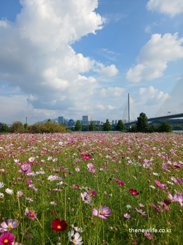 구리 한강시민공원 코스모스 길 &ndash; 다리와 도시 배경이 어우러진 대규모 꽃밭 풍경
