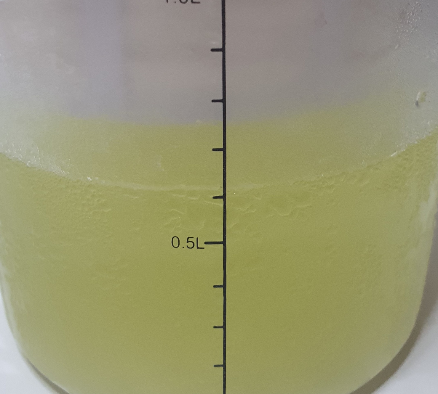 약간 맑은 노란 유청이 600ml 빠졌다