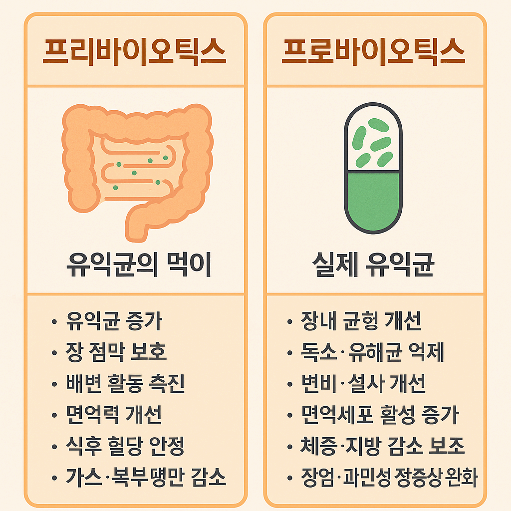 프리바이오틱스 vs 프로바이오틱스: 장 건강을 위해 어떤 걸 선택해야 할까?