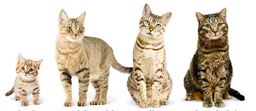 노년기 고양이 이미지