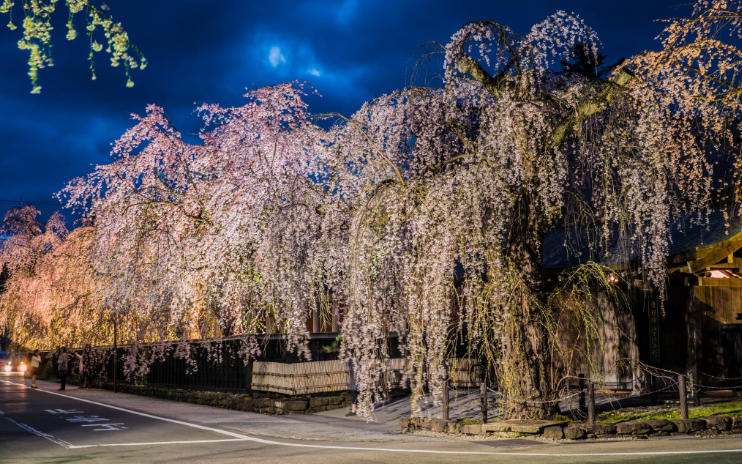 가쿠노다테수양벚꽃 -이미지출처-japan-travel